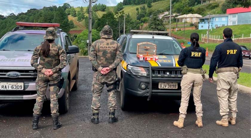 PRF localiza pássaros silvestres e filhotes de tartaruga na BR-153