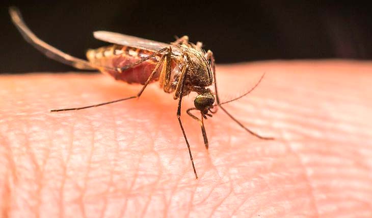 Apesar de queda de confirmados, SC já investiga 402 casos de dengue em 2023