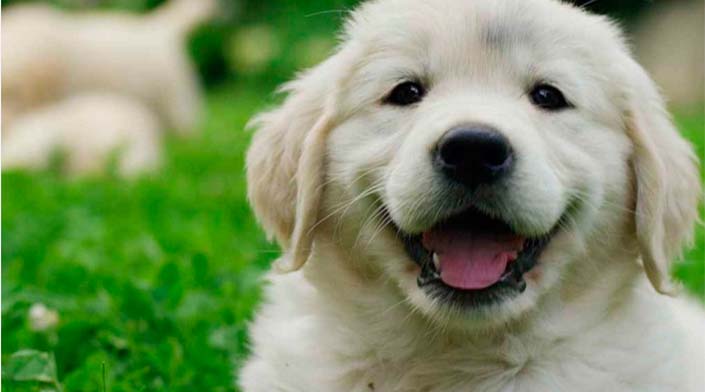 Santa Catarina ocupa a 2ª posição em número de cães furtados ou roubados