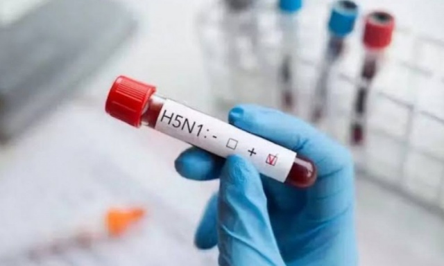 Brasil tem novos casos de gripe aviária e número de focos sobe para 64