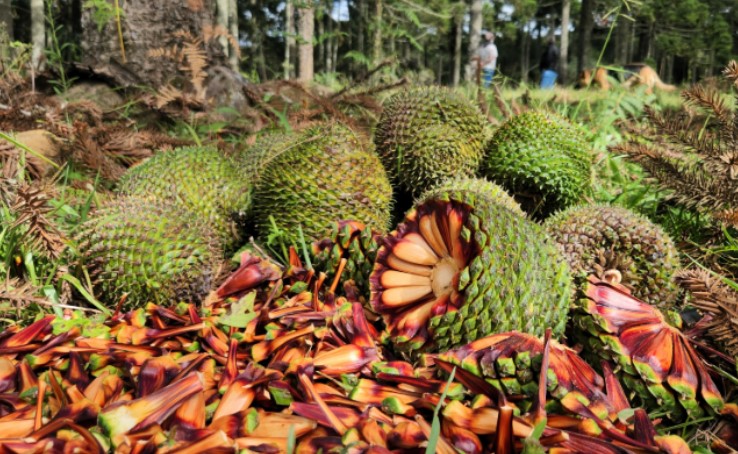 Colheita do pinhão está liberada a partir desta quarta-feira