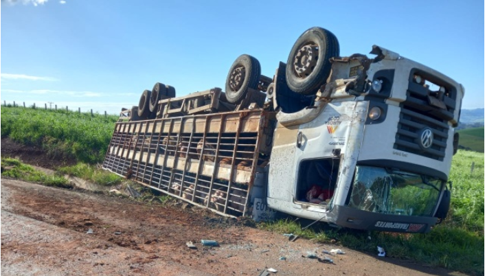 Caminhão de suínos tomba após colidir com caminhão baú e micro-ônibus escolar