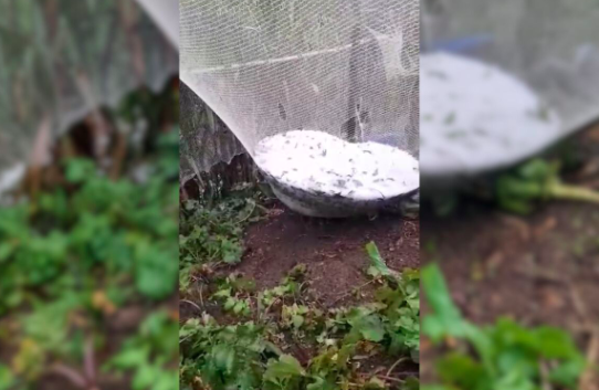 Saco de granizo’: forte temporal surpreende produtores e destrói plantações