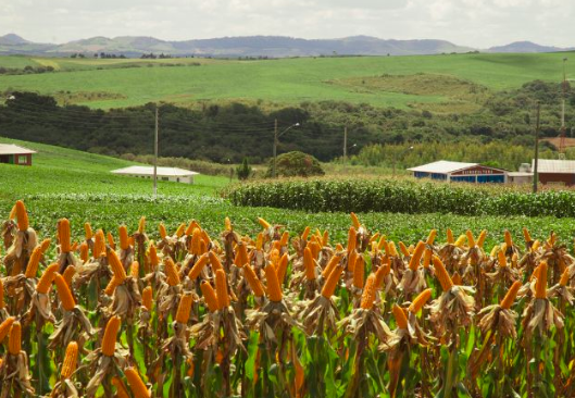 Programa Terra Boa 2024 para famílias rurais será lançado nesta semana no Oeste