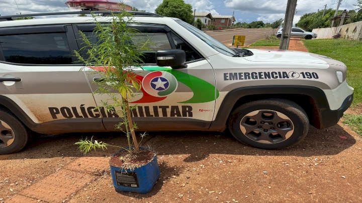 Jovem de 21 anos é preso cultivando pé de maconha em casa no Oeste