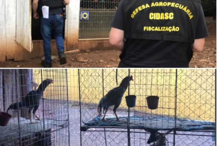 Homem é preso e 150 animais são apreendidos no Oeste de SC