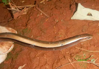 Cobras-de-vidro são resgatadas em obra na BR-163, em Dionísio Cerqueira; conheça a espécie
