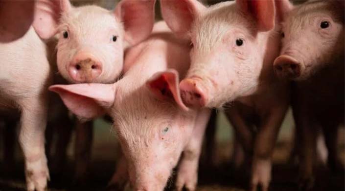 Suinocultura reduz perdas, mas segue no vermelho