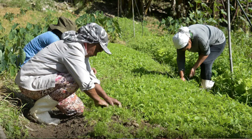 Em meio a críticas do agro, governo lança Plano Safra com crédito mais caro