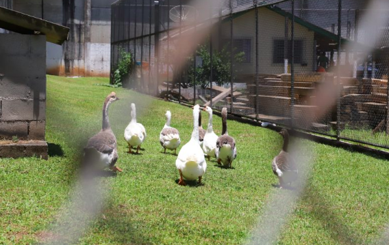 Gansos ajudam a cuidar de prisão de segurança máxima em SC