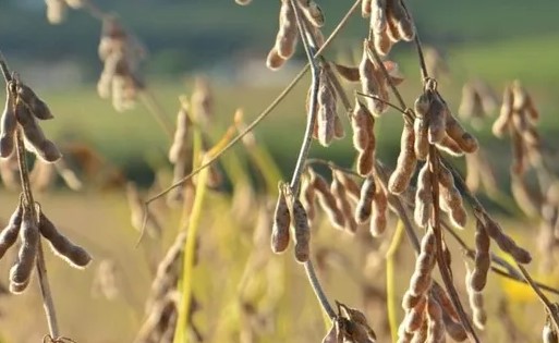 Produção agrícola de SC alcança R$ 19 bilhões em cenário com recuo de 13%, aponta IBGE