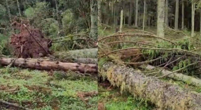 Fenômeno que arrancou árvores no Meio-Oeste de SC é classificado como microexplosão