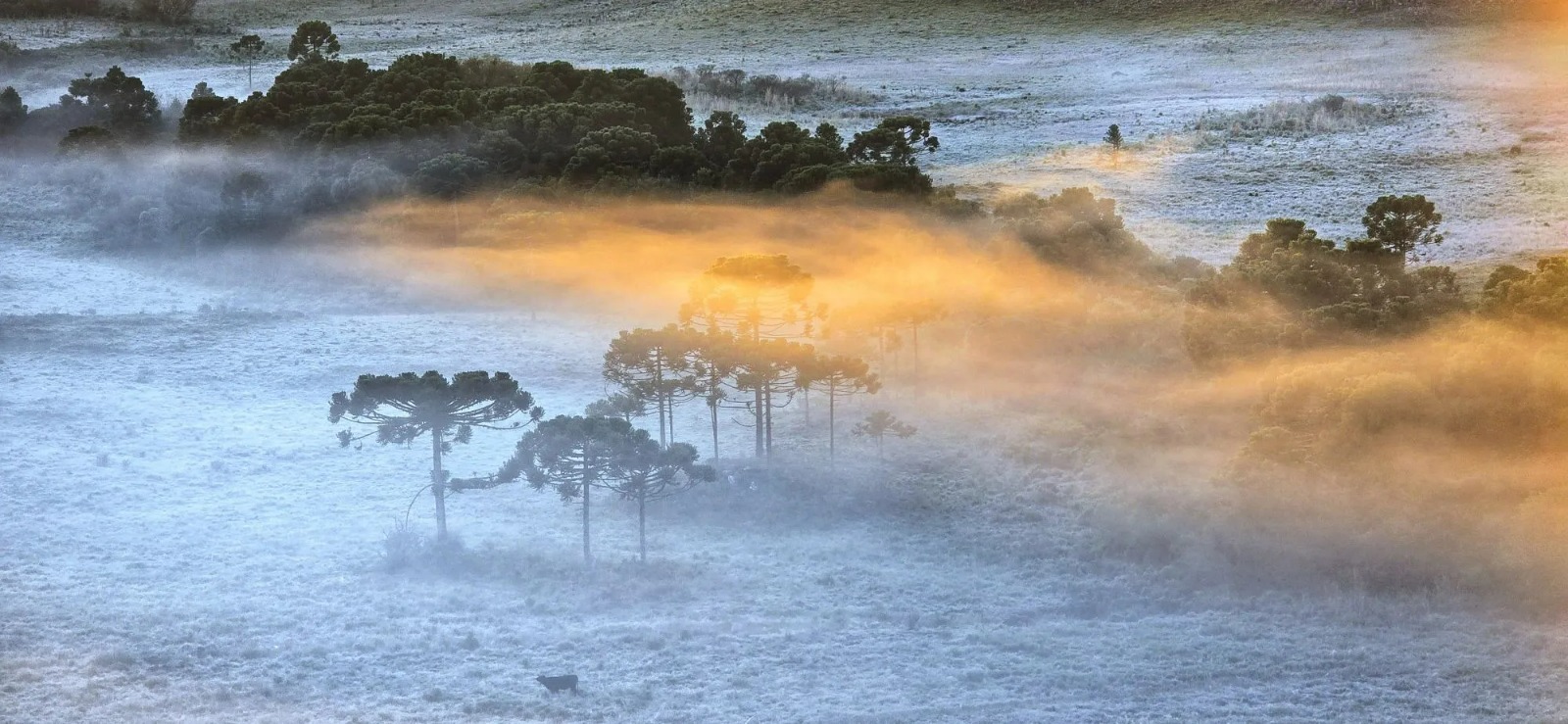Frio intenso pinta a Serra catarinense de branco com temperaturas negativas