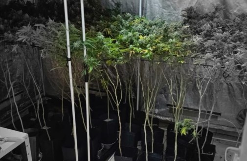 Operação da Polícia Civil prende quatro pessoas e desmonta cultivo de maconha no Oeste de SC