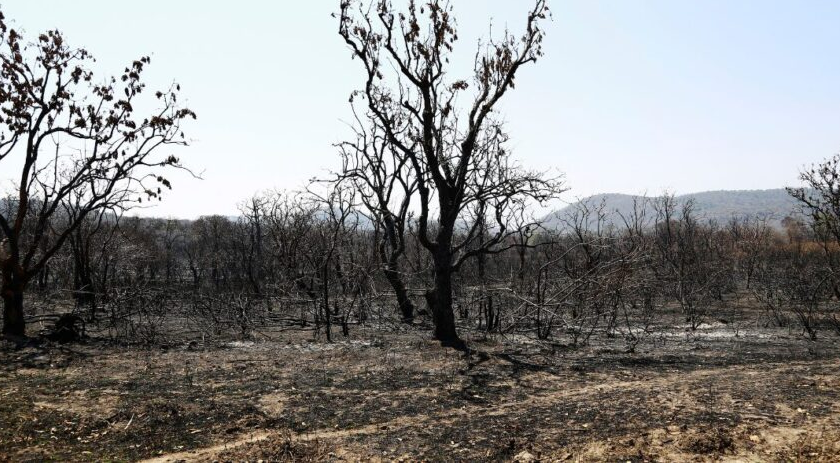 Estado registra aumento de 137% de área queimada no primeiro trimestre de 2025