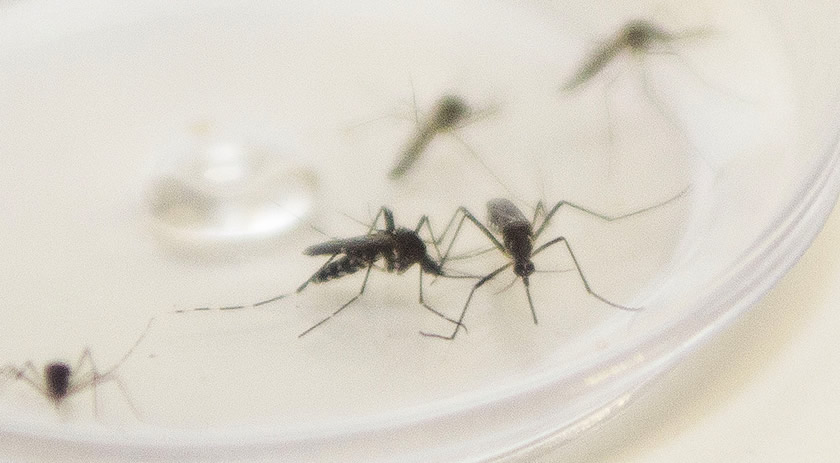 Bebê prestes a completar 2 meses morre por dengue em SC