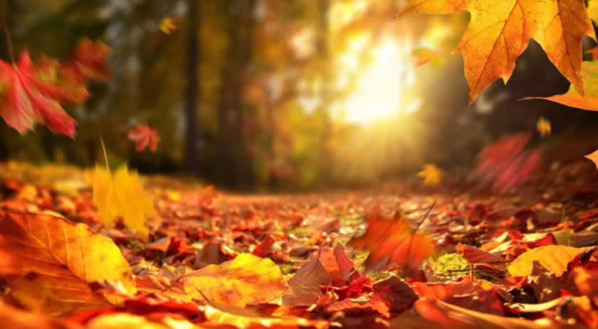 Saiba como usar o outono para fazer rituais e ter prosperidade