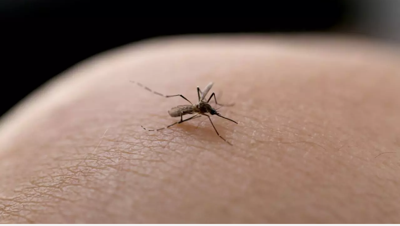 Seu filho pegou dengue? Atenção aos cuidados com as crianças