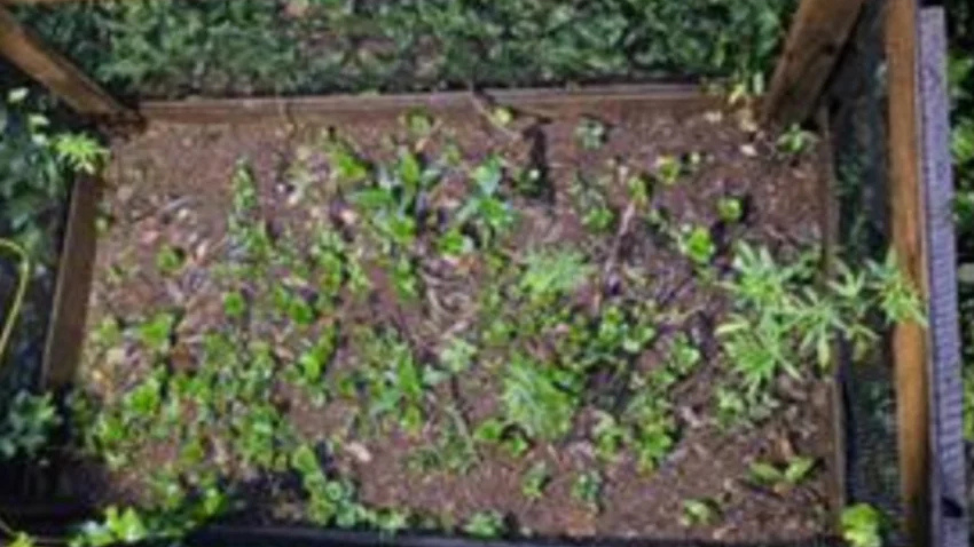 Polícia Militar encontra plantação de maconha após receber denúncia