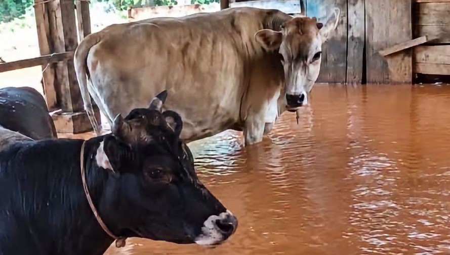 Fortes chuvas alagam currais e deixam vacas e bezerros em meio à água