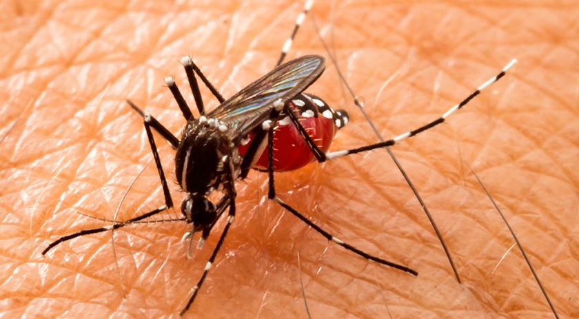 SC ultrapassa 80 mil casos de dengue em 2023; número de mortes chega a 84