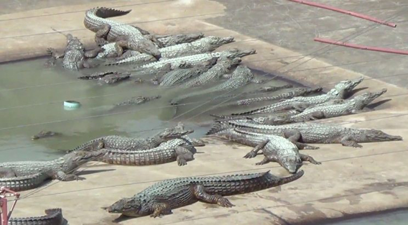 Idoso cai em criadouro de crocodilos e é destroçado e devorado vivo