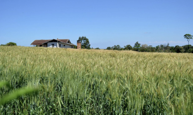 Produção agrícola movimenta mais de R$ 5 bilhões em municípios do Oeste de SC