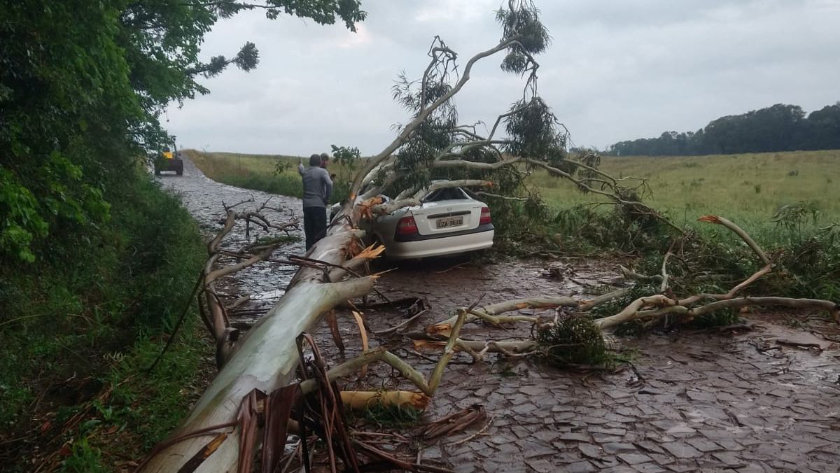 Árvore cai sobre veículo e mata motorista no interior