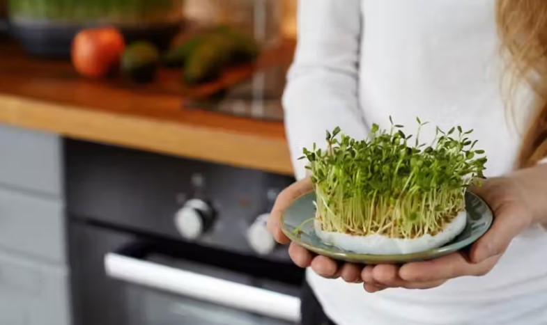 Alfafa, a erva, pode controlar colesterol e as dores de artrite, diz estudo