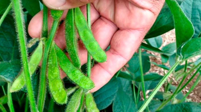Safra da soja 22/23 registra casos de ferrugem asiática no Brasil