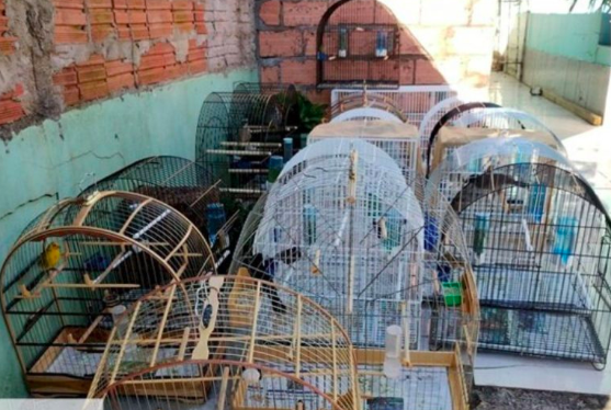 Polícia descobre cativeiro de aves nativas em Chapecó; 20 gaiolas foram apreendidas