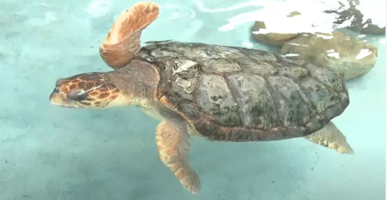Consumo de carne de tartaruga marinha resulta na morte de 9 pessoas