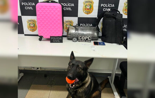 Mais de 4 quilos de maconha são encontrados em mala de adolescente no Oeste de SC