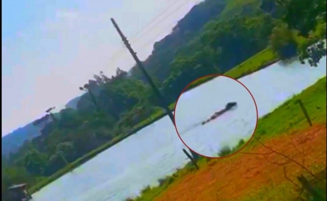 Vaca mergulha em açude para aliviar calor de quase 40ºC em Pinhalzinho