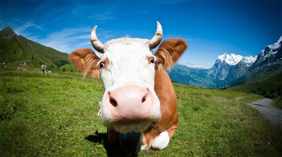 Município registra caso de raiva em bovino