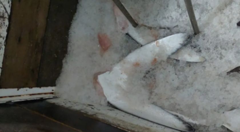 Ibama apreende 28,7 toneladas de barbatanas de tubarão e estima morte de 10 mil animais