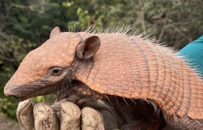 Obra de restauração da BR-163 já protegeu mais de 600 animais silvestres