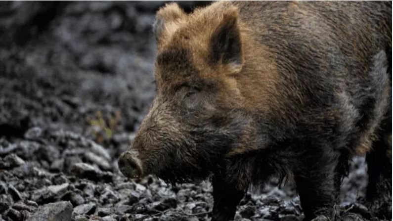 Santa Catarina sanciona lei que permite a caça de javalis