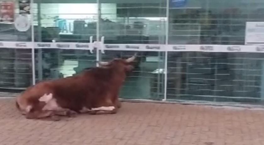 “Para nós do bairro essa situação é normal”: conta morador de Chapecó após vídeo de vacas passeando na cidade viralizar