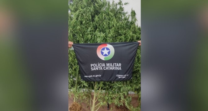 Casal que cultivava pés de maconha é detido no interior