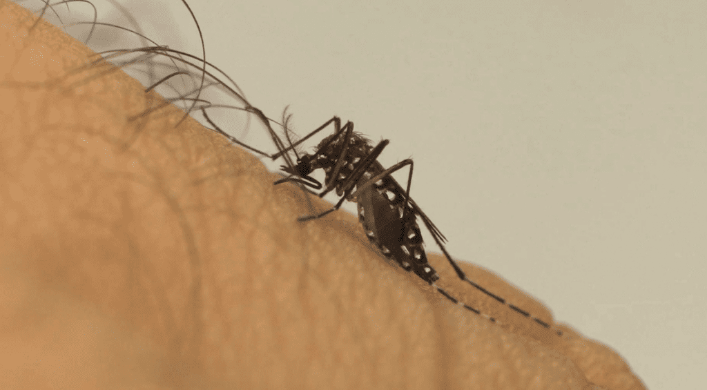 Número recorde de casos de Dengue acende alerta para população de SC