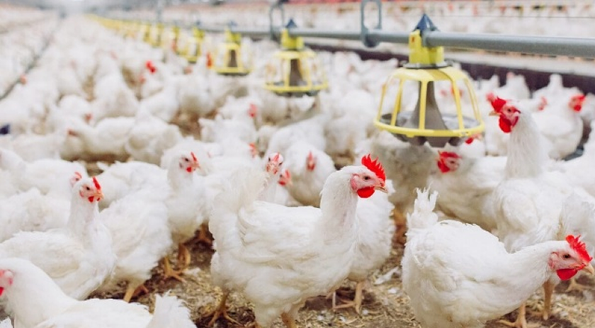 Entenda o que muda na criação de aves no estado com novas regras para prevenir a influenza