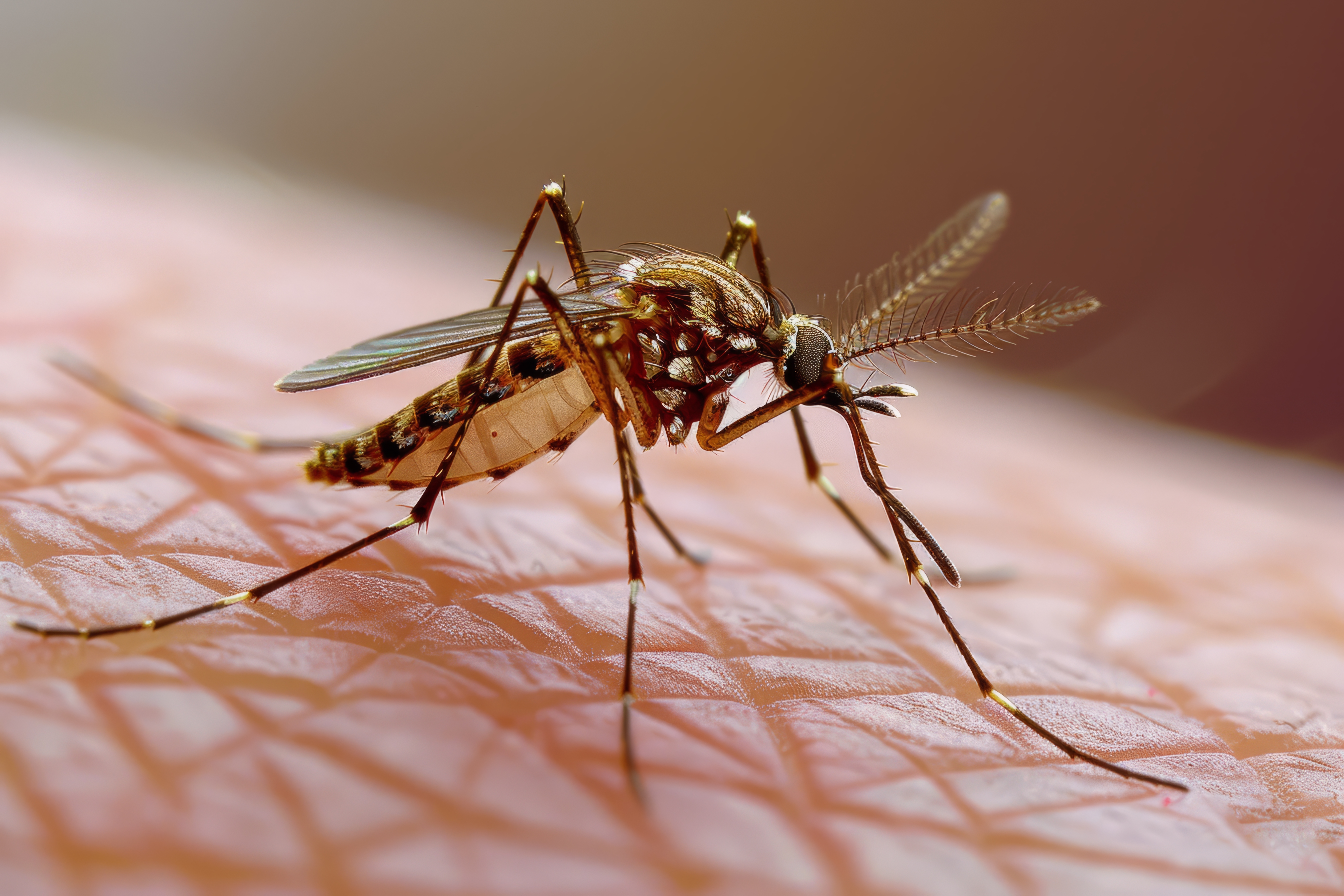 Seis cidades de SC decretam emergência por dengue