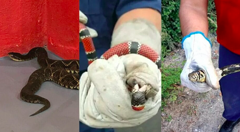 SC registra mais de 200 ocorrências de busca e captura de animais peçonhentos em 2025