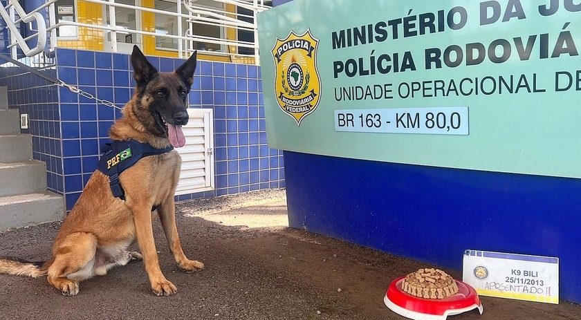 Cão farejador Bili se aposenta da PRF e é adotado por família de São Miguel do oeste