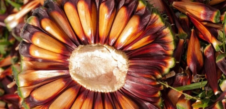 Santa Catarina ultrapassa Paraná e se torna o maior produtor de pinhão do Brasil, diz IBGE