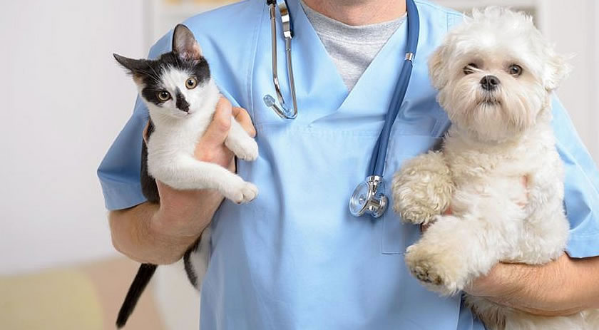 Prefeitura abre novas inscrições na lista de espera para castrações de cães e gatos