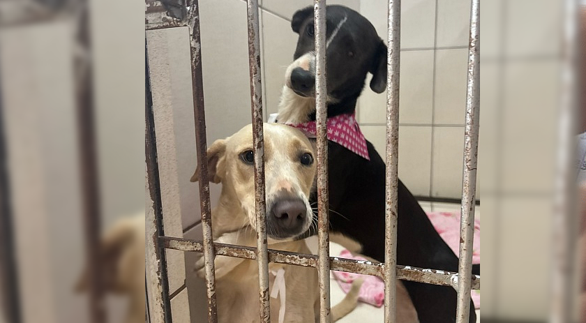 Clínica veterinária resgata cachorras irmãs e busca adotantes