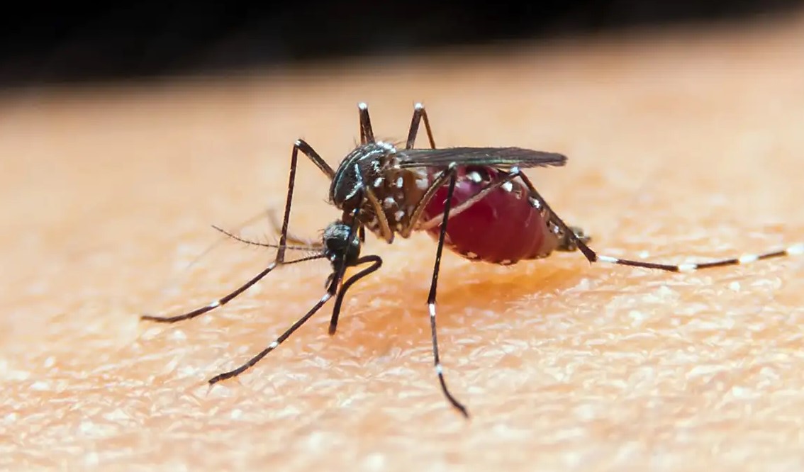 Falta de diagnóstico é obstáculo para eliminação da malária no Brasil
