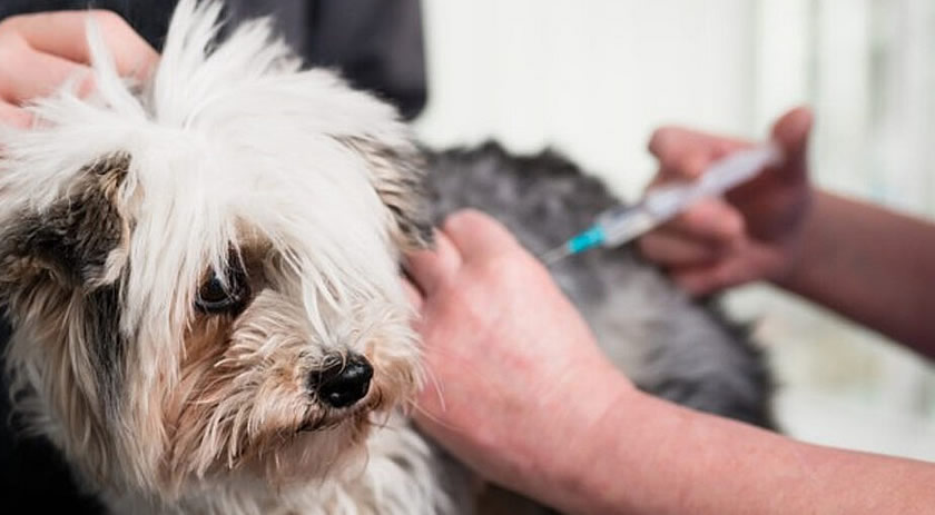 Com objetivo de eliminar doença, SC recebe 3 mil doses de vacina contra raiva de cães e gatos